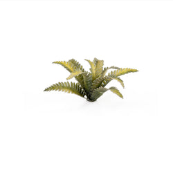 Laser Plants - Deer Fern