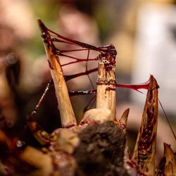 Dirty Down Gore (15 ML)